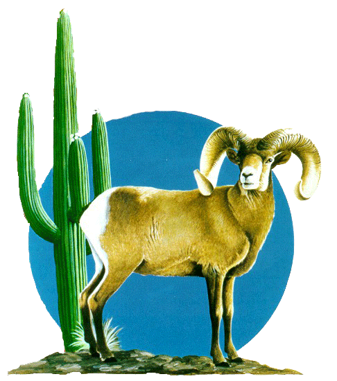 yellowhorn outfitters arizona desert bighorn sheep society