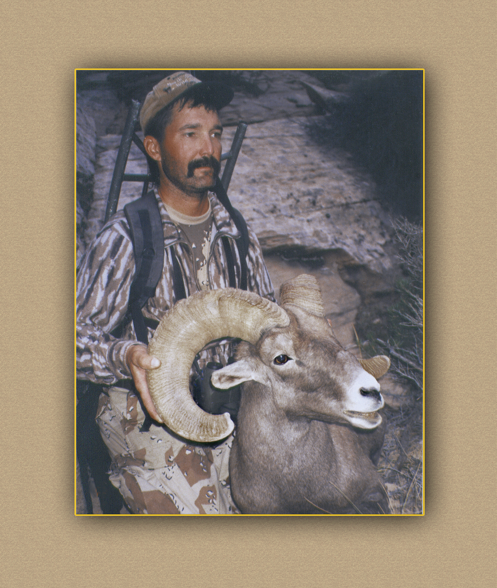 yellowhorn outfitters arizona hunting yellowhorn arizona bighorn sheep guiding outfitting deer elk antelope photography