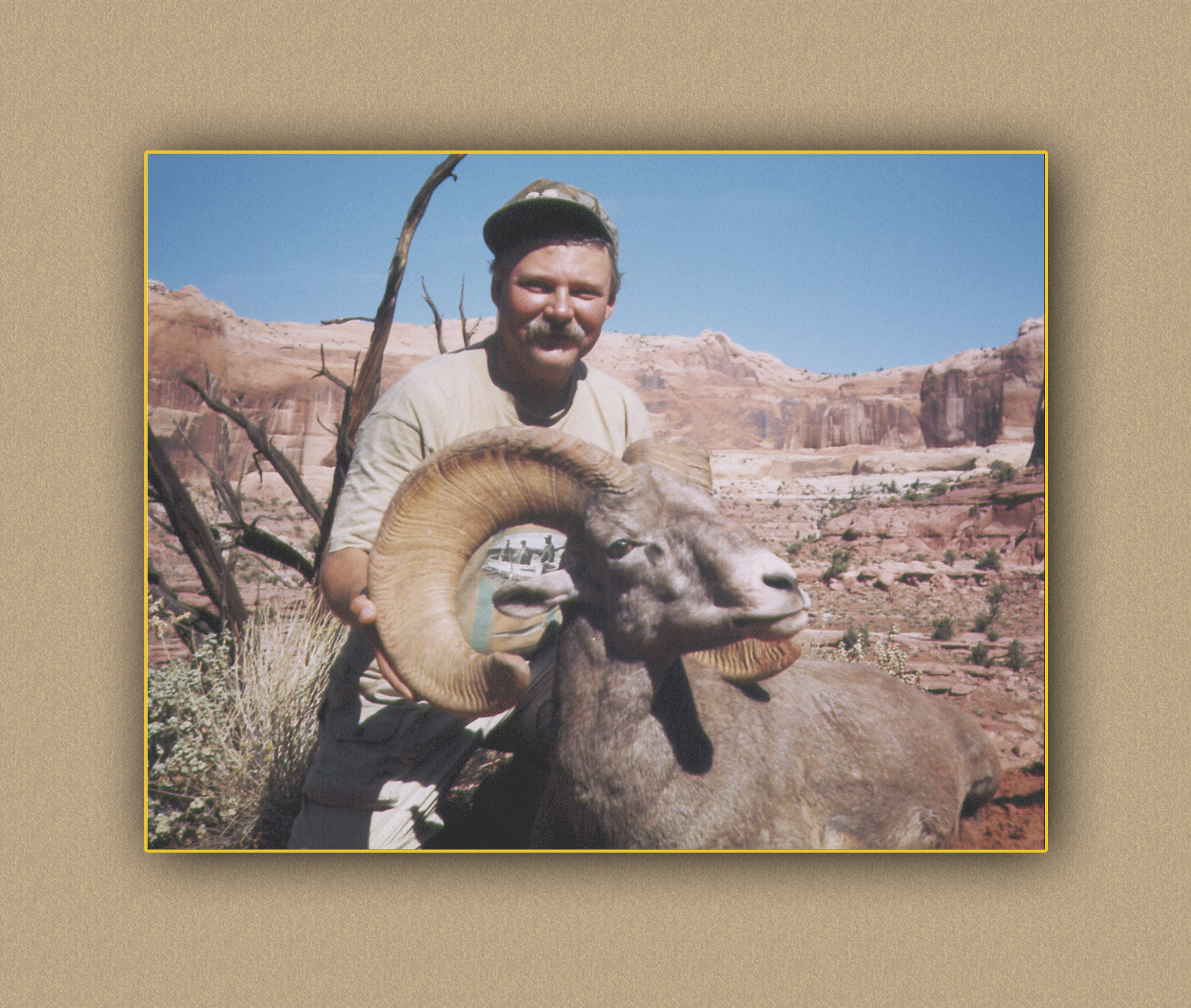 yellowhorn outfitters arizona hunting yellowhorn arizona bighorn sheep guiding outfitting deer elk antelope photography