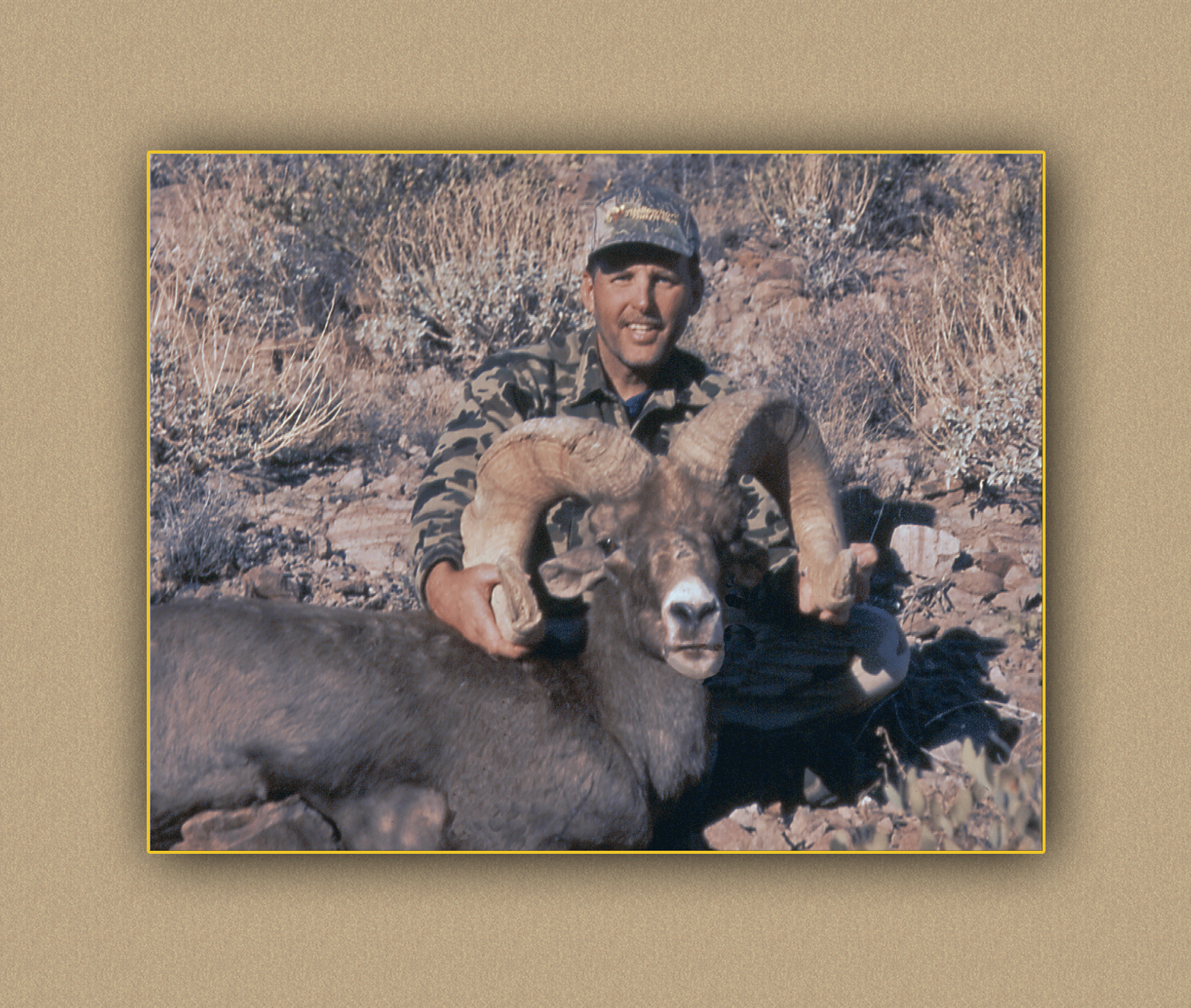 hunting yellowhorn bighorn sheep guiding outfitting deer elk antelope photography