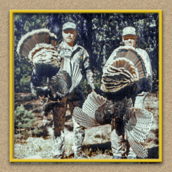 yellowhorn outfitters arizona hunting yellowhorn arizona bighorn sheep guiding outfitting deer elk antelope photography