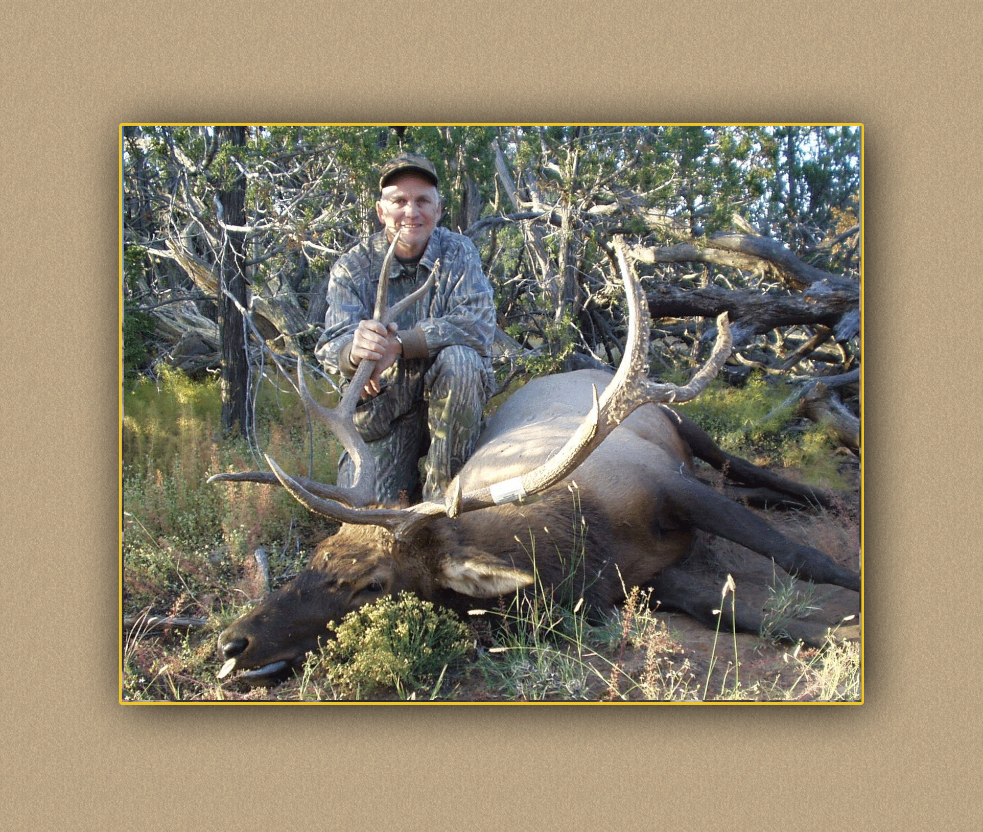yellowhorn outfitters arizona hunting yellowhorn outfitters arizona bighorn sheep guiding outfitting deer elk antelope photography
