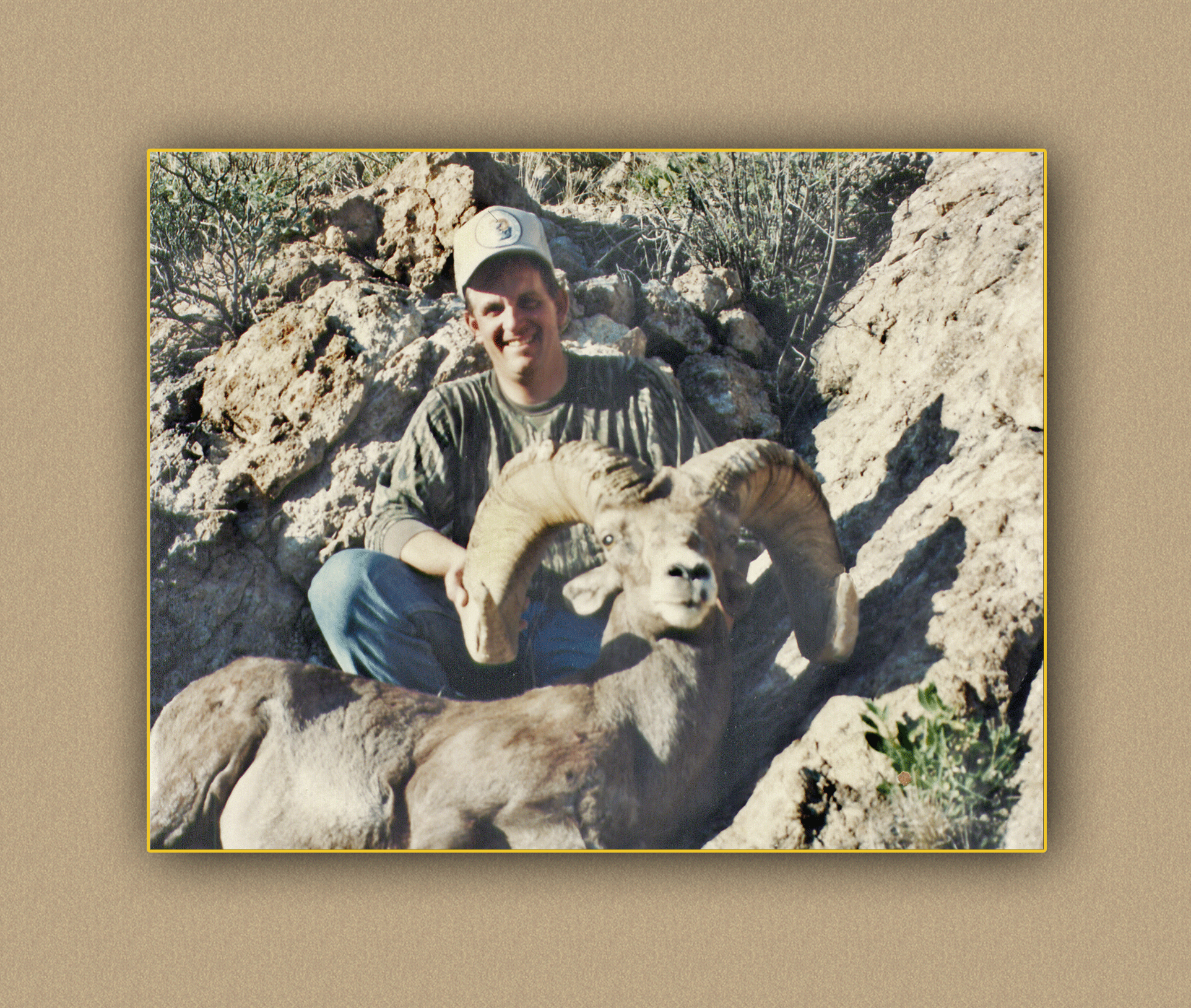 arizona hunting yellowhorn arizona bighorn sheep guiding outfitting deer elk antelope photography