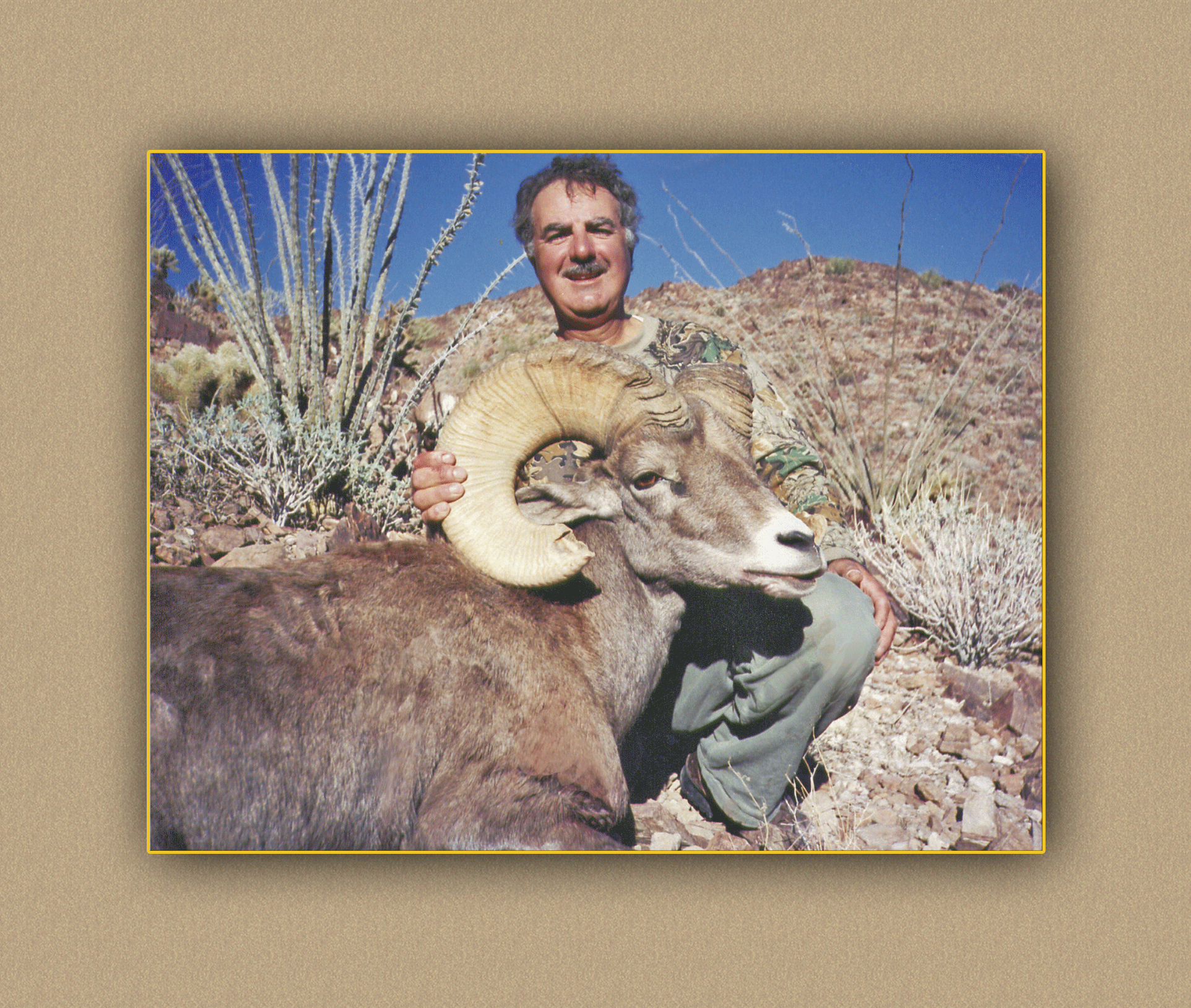 arizona hunting yellowhorn arizona bighorn sheep guiding outfitting deer elk antelope photography