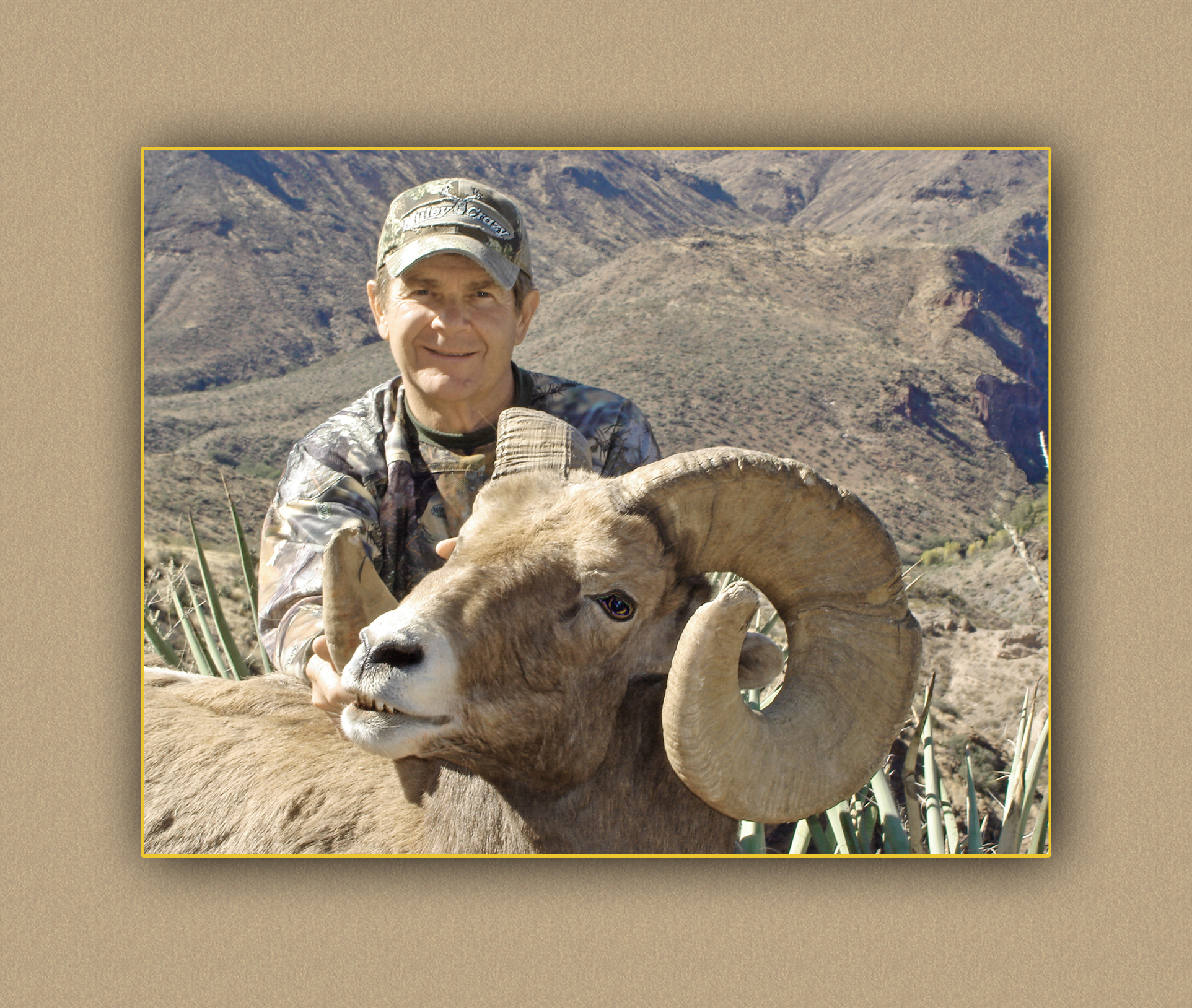 bighorn sheep yellowhorn outfitters