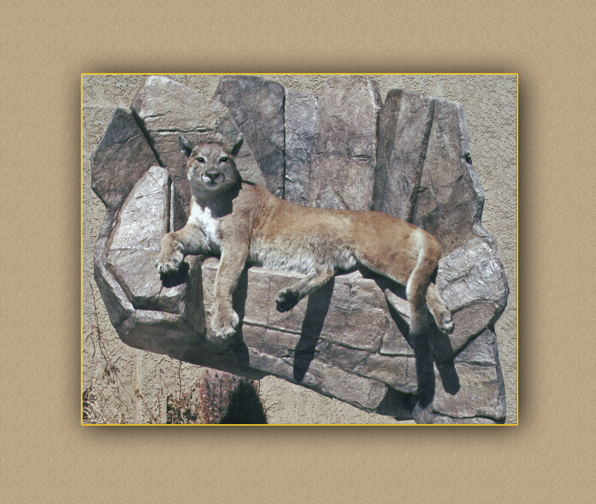 henry's artistic wildlife lion