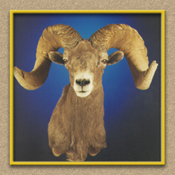 henry's artistic wildlife bighorn sheep