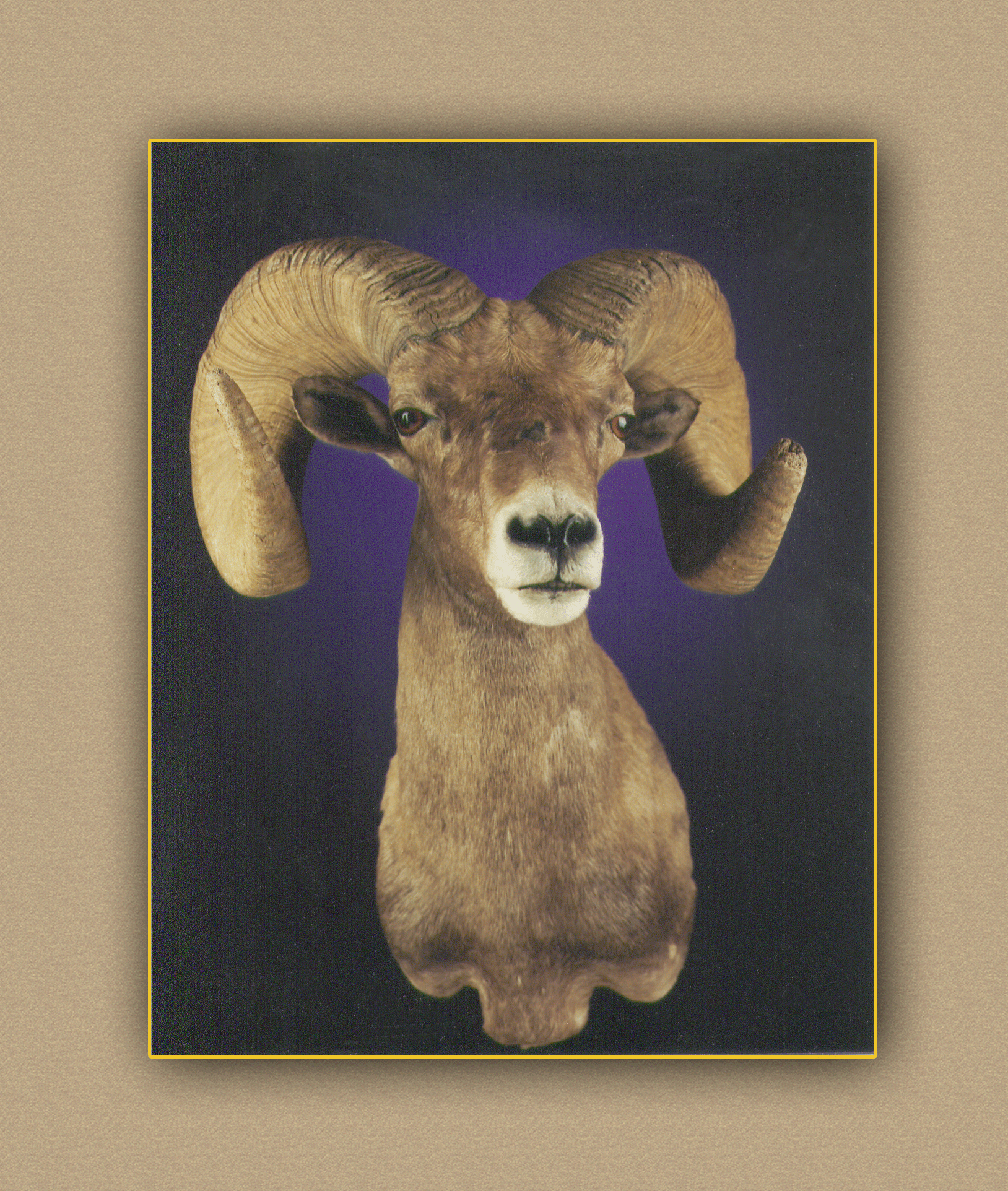 henry's artistic wildlife sheep2