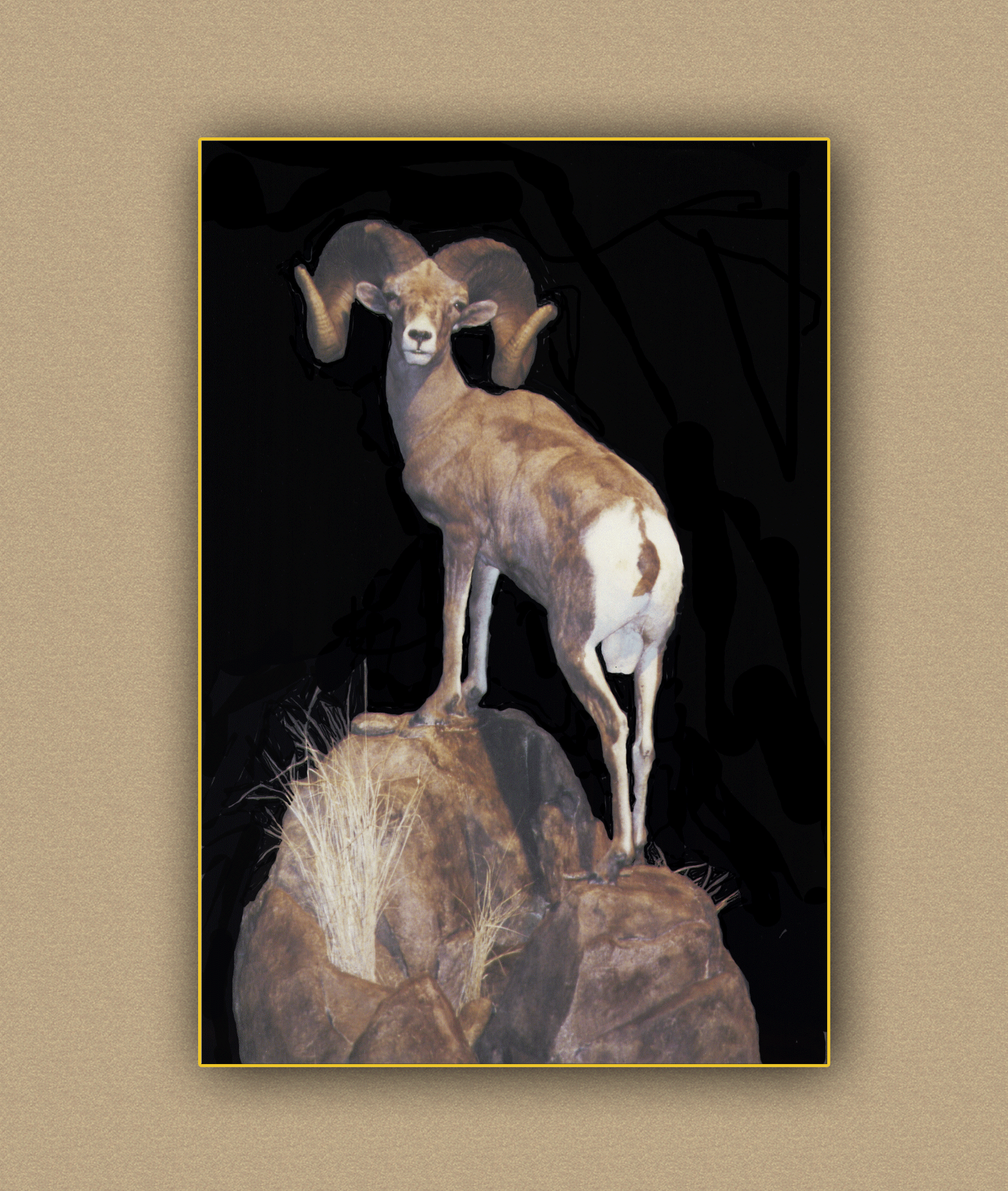 henry's artistic wildlife sheep full