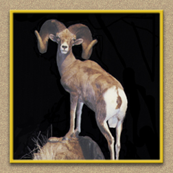 henry's artistic wildlife full sheep