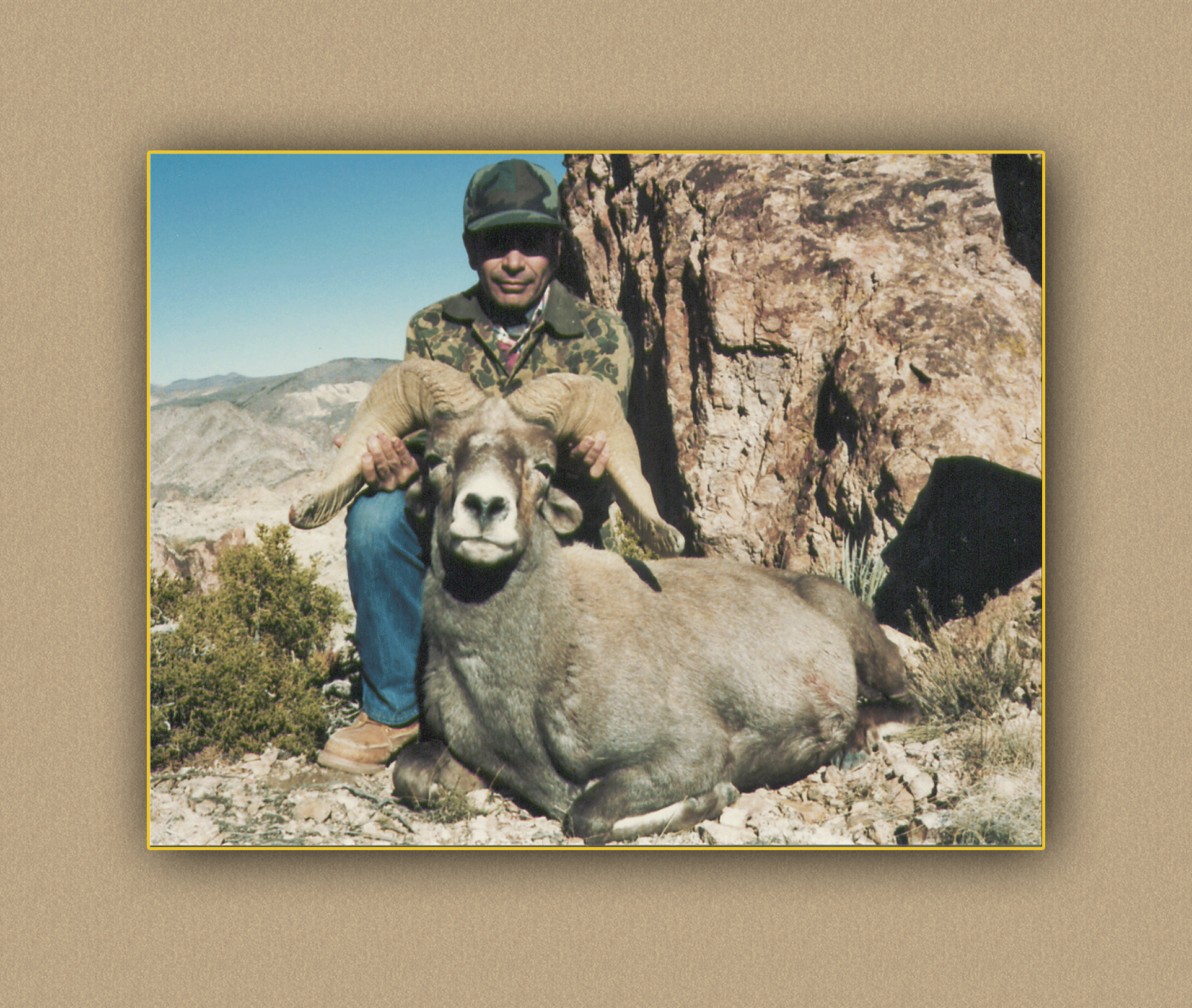 arizona hunting yellowhorn arizona bighorn sheep guiding outfitting deer elk antelope photography