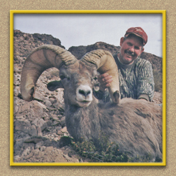 yellowhorn outfitters arizona hunting yellowhorn outfitters arizona bighorn sheep guiding outfitting deer elk antelope photography