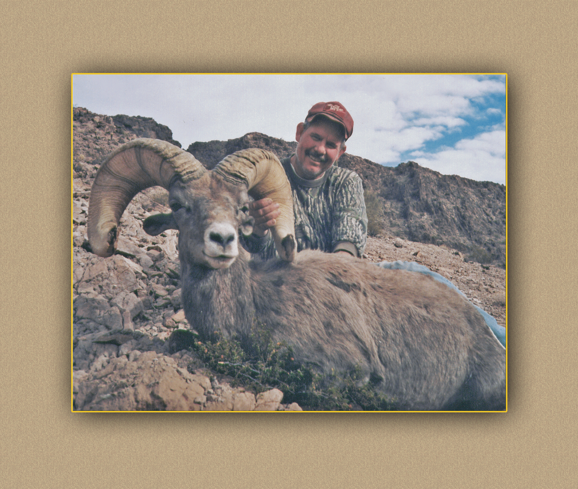 arizona hunting yellowhorn arizona bighorn sheep guiding outfitting deer elk antelope photography