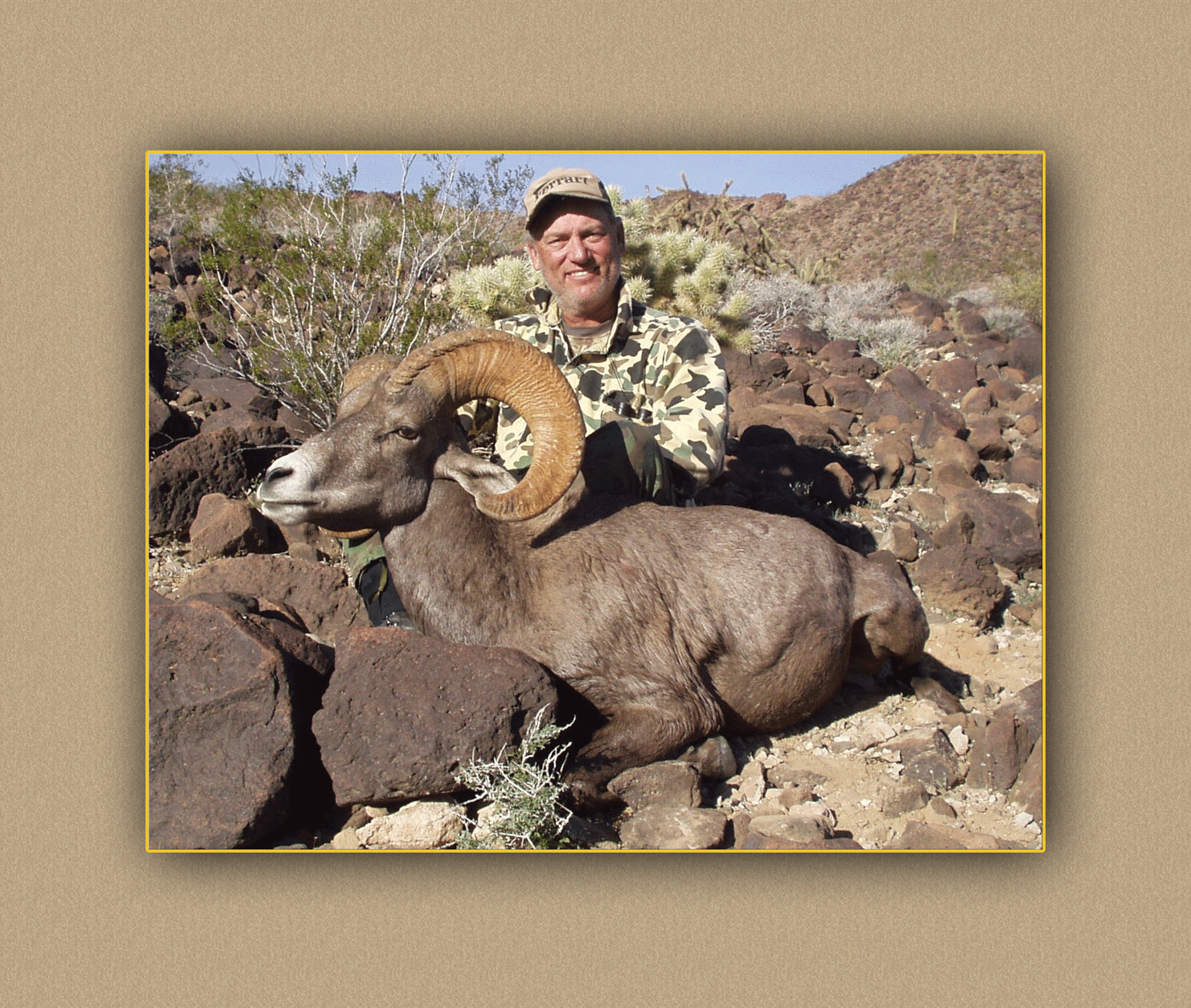 arizona hunting yellowhorn arizona bighorn sheep guiding outfitting deer elk antelope photography