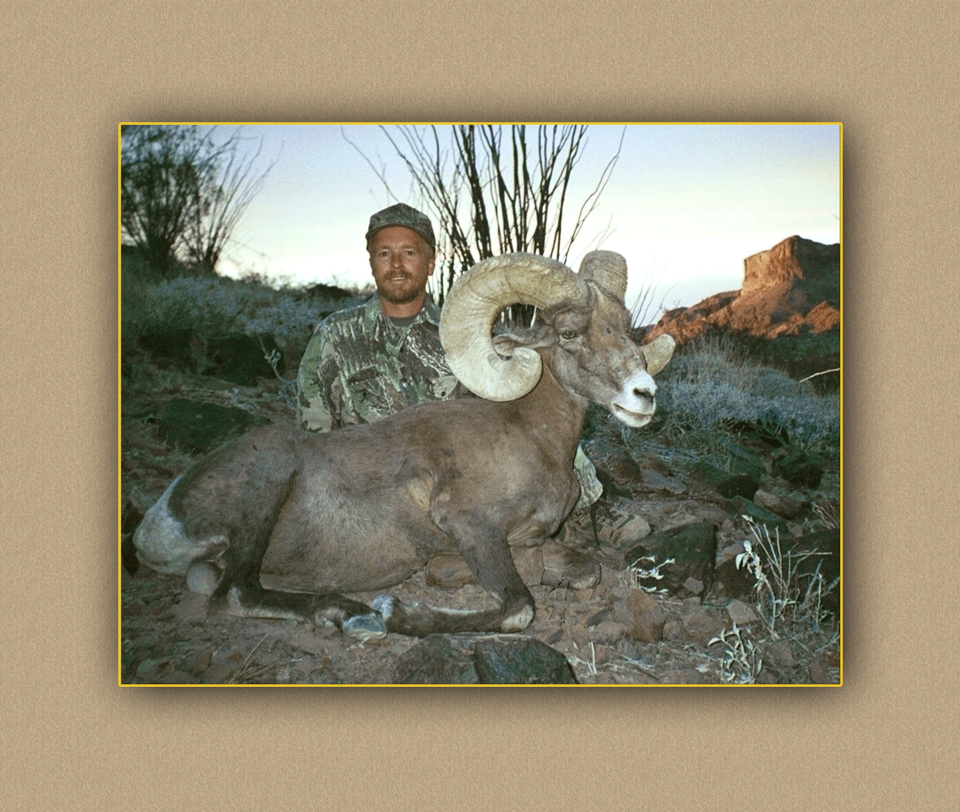 arizona hunting yellowhorn arizona bighorn sheep guiding outfitting deer elk antelope photography