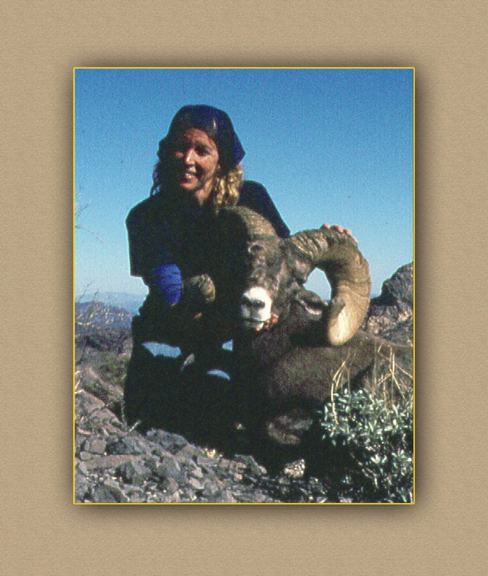 arizona hunting yellowhorn arizona bighorn sheep guiding outfitting deer elk antelope photography