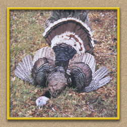 yellowhorn outfitters arizona hunting yellowhorn arizona bighorn sheep guiding outfitting deer elk antelope photography