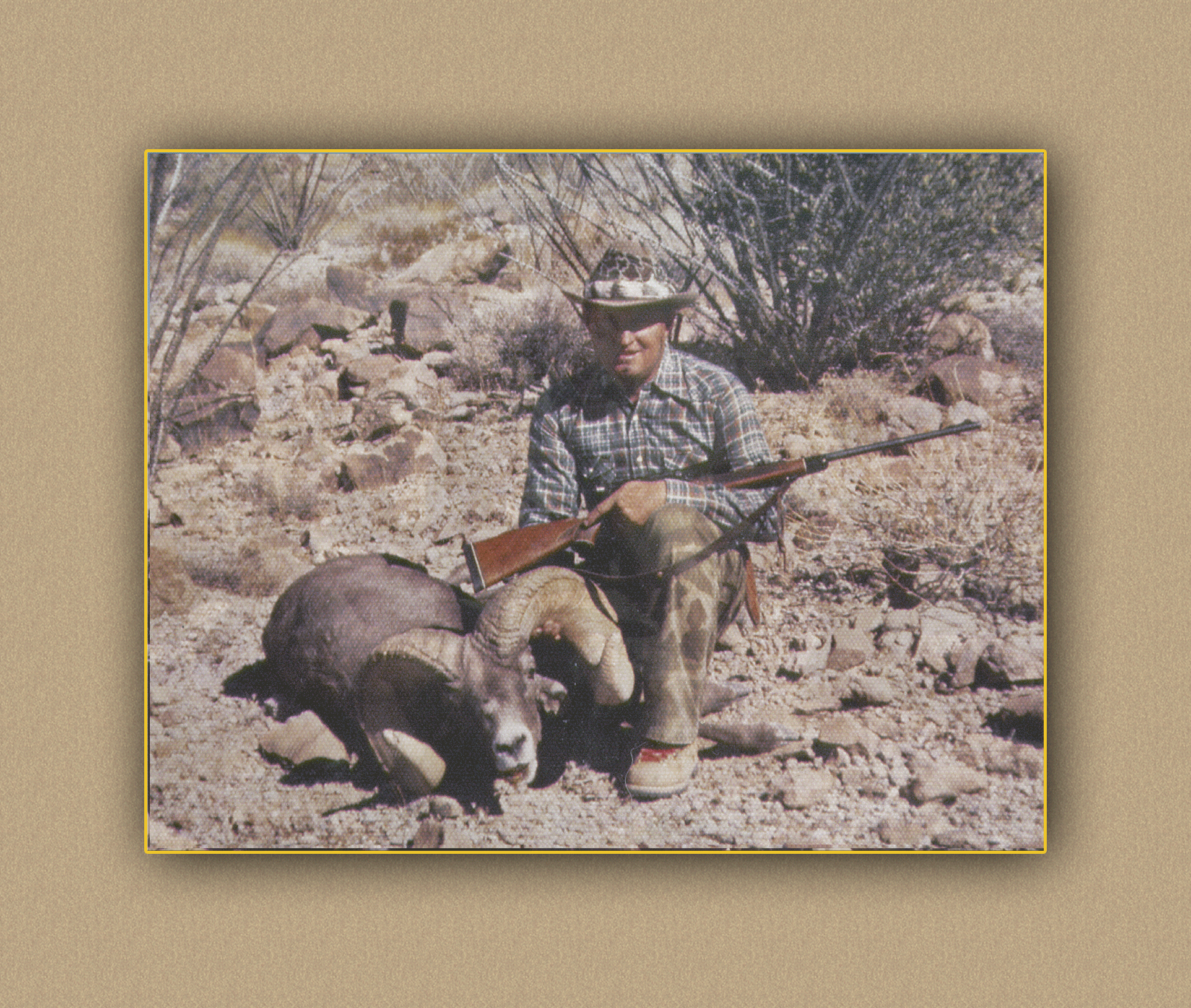 hunting arizona yellowhorn arizona bighorn sheep guiding outfitting deer elk antelope photography
