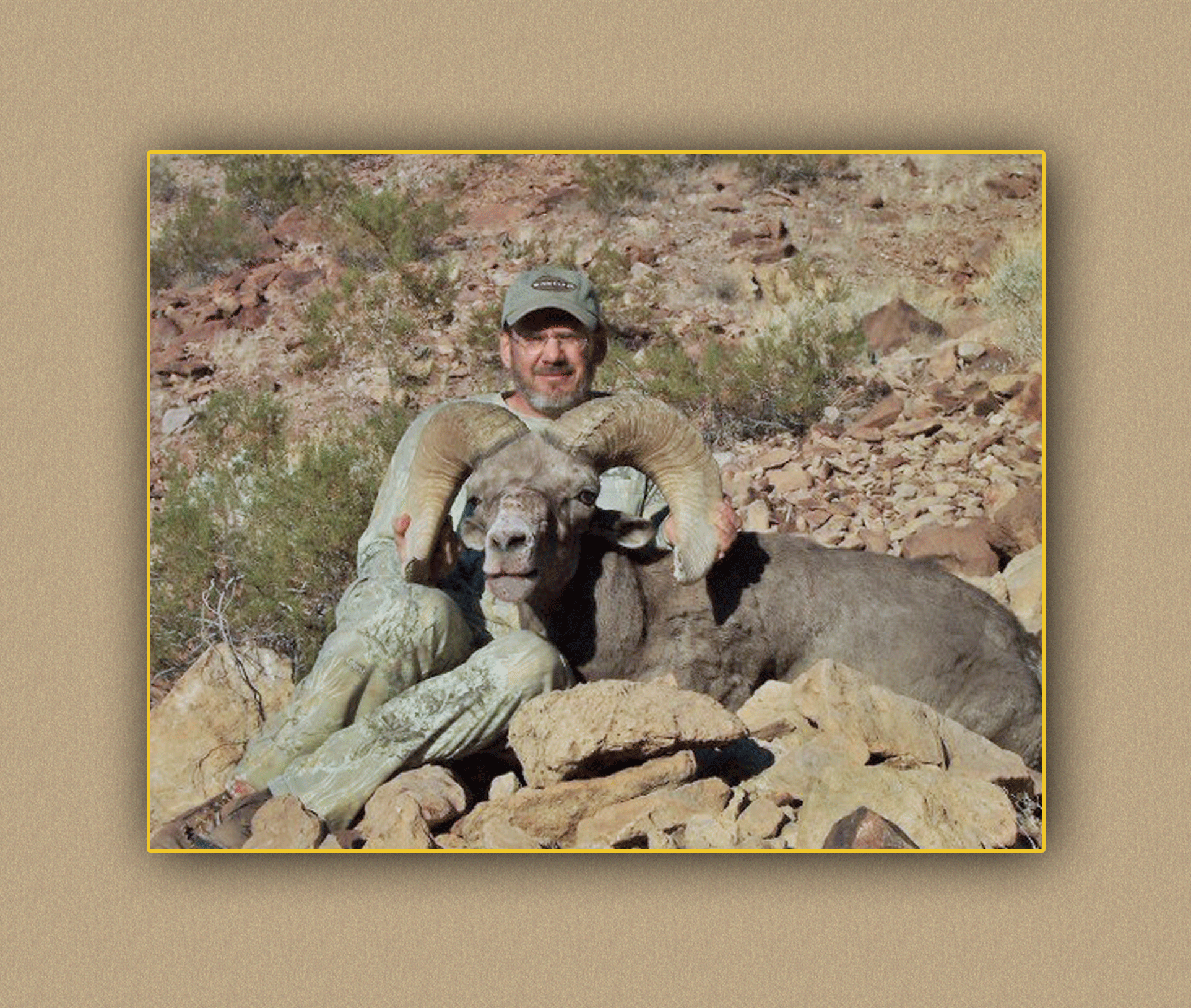 arizona hunting yellowhorn arizona bighorn sheep guiding outfitting deer elk antelope photography