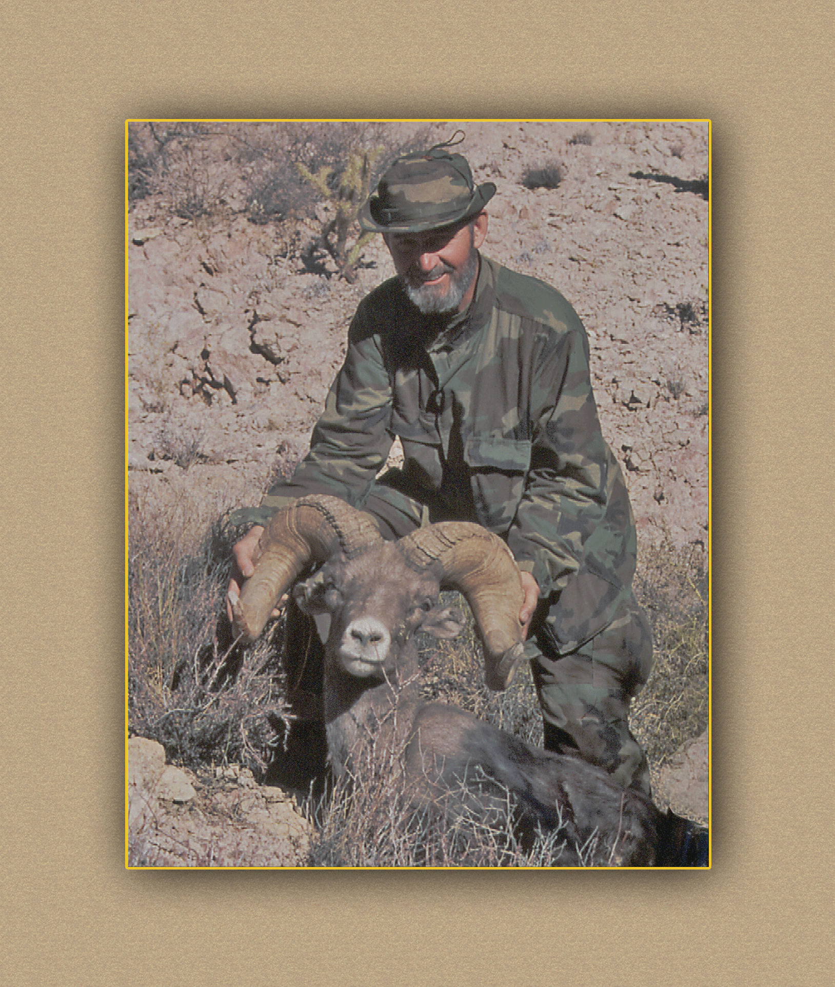 arizona hunting yellowhorn arizona bighorn sheep guiding outfitting deer elk antelope photography