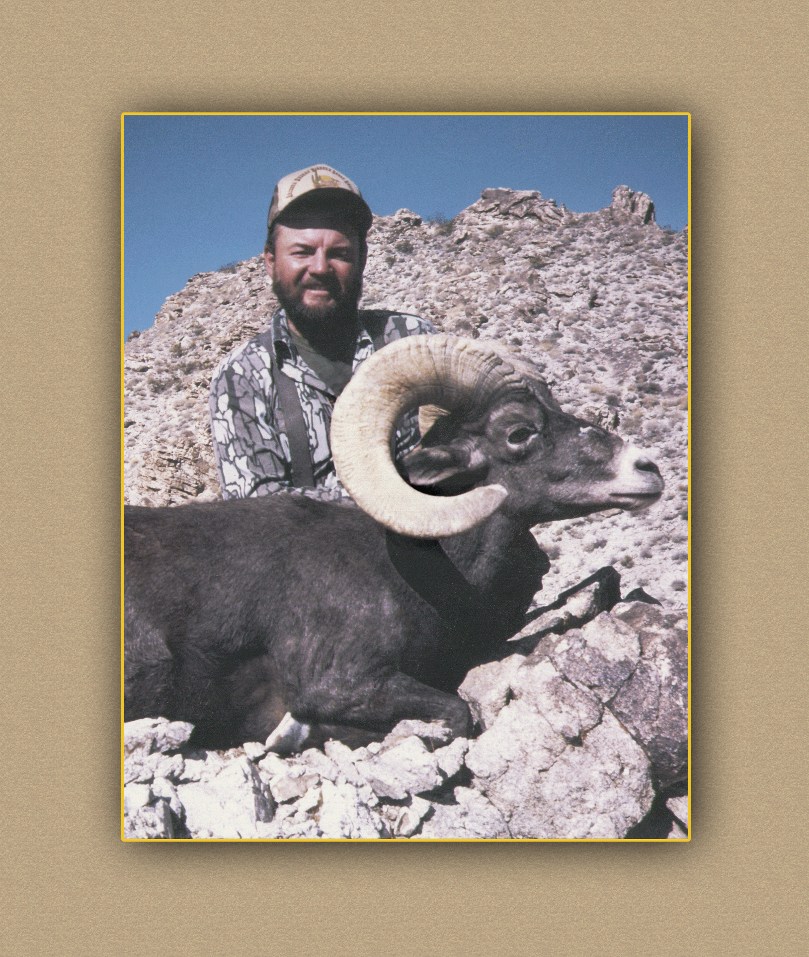 arizona hunting yellowhorn arizona bighorn sheep guiding outfitting deer elk antelope photography