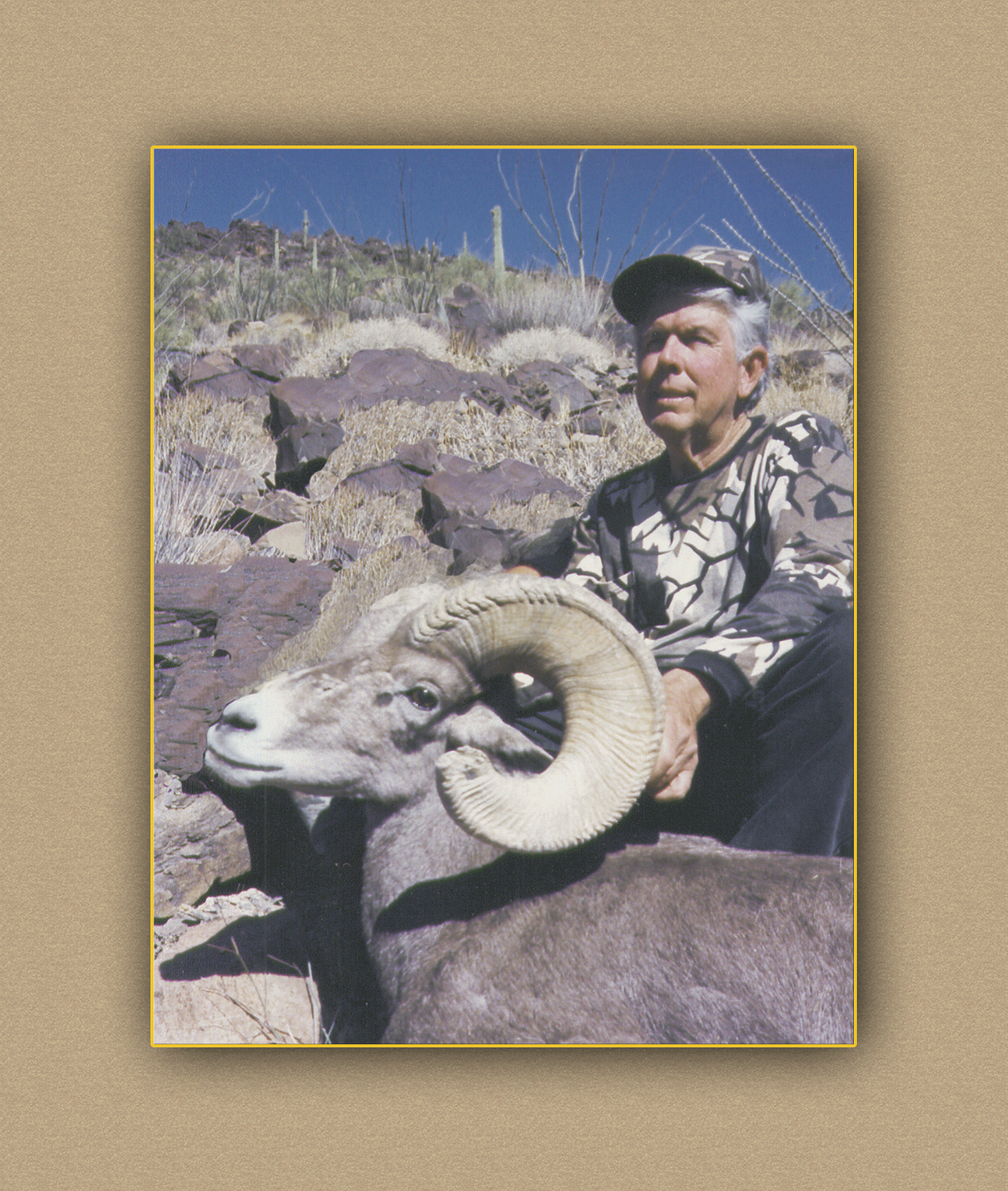 arizona hunting yellowhorn arizona bighorn sheep guiding outfitting deer elk antelope photography
