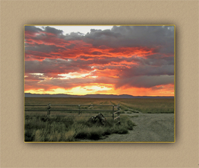 arizona hunting yellowhorn arizona bighorn sheep guiding outfitting deer elk antelope photography